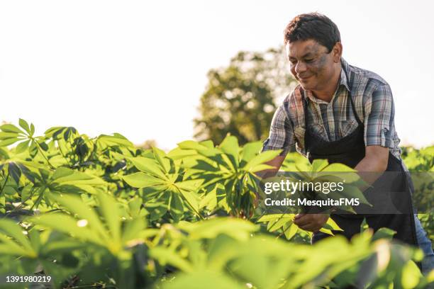 farmer taking care of cassava plantation - tapioca stock pictures, royalty-free photos & images