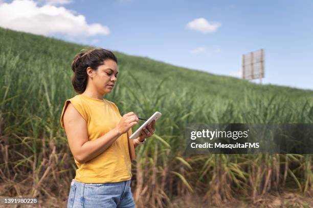 agricoltore nel campo di canna da zucchero - canna da zucchero foto e immagini stock