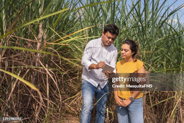 farmers in the sugarcane field - agriculture sugar cane stock pictures, royalty-free photos & images