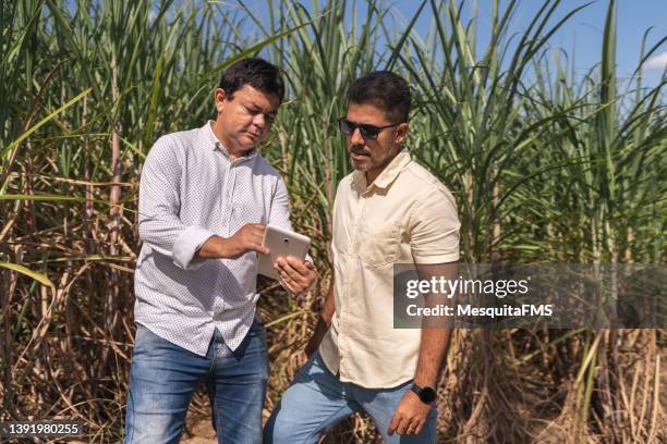 farmers in the sugarcane field - reed bed stock pictures, royalty-free photos & images