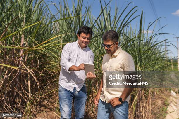agricoltori nel campo della canna da zucchero - canna da zucchero foto e immagini stock