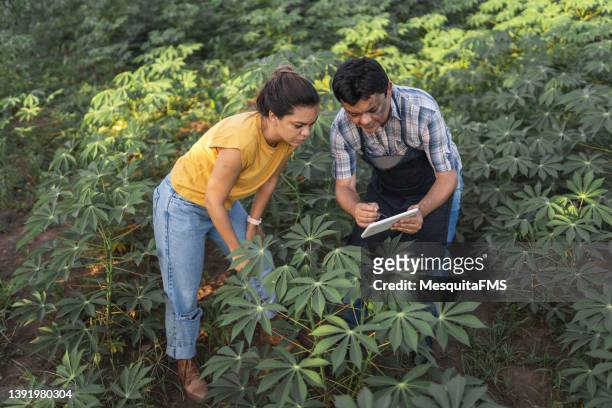 farmer taking care of cassava plantation - tapioca stock pictures, royalty-free photos & images