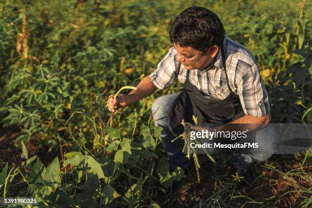 farmer harvesting green beans - organic farm stock pictures, royalty-free photos & images
