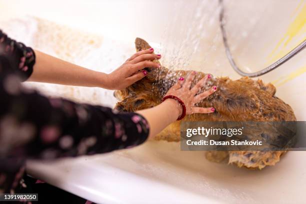 chica irreconocible lavando a su perro mascota - akita inu fotografías e imágenes de stock