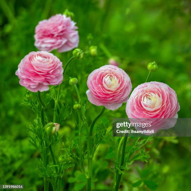 flowers in greenhouse - ranunculus stock pictures, royalty-free photos & images