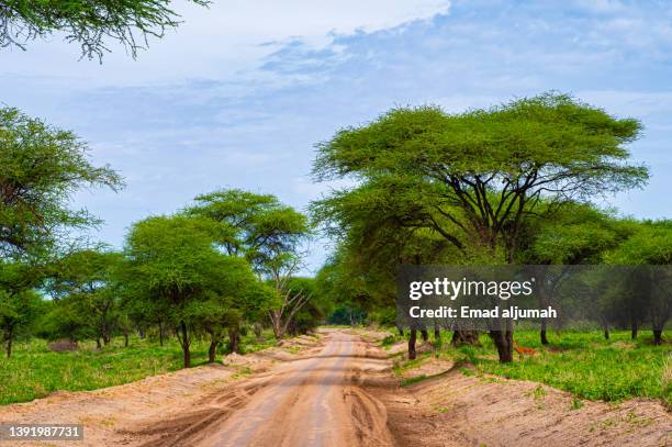 dirt road in tarangire national park, tanzania - tarangire national park stockfoto's en -beelden