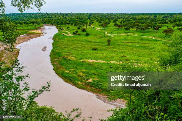 the river of tarangire national park, tanzania - tarangire national park stockfoto's en -beelden