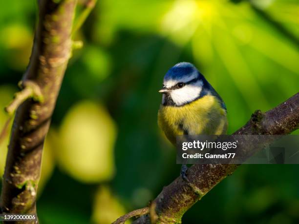 blue tit (cyanistes caeruleus) - bluetit stock pictures, royalty-free photos & images