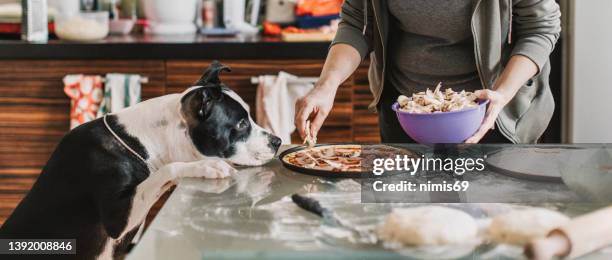frauen in der küche backen mit ihrem hund pizza - woman back stock-fotos und bilder
