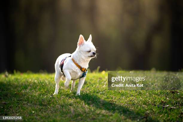 white chihuahua dog - chihuahua stock-fotos und bilder