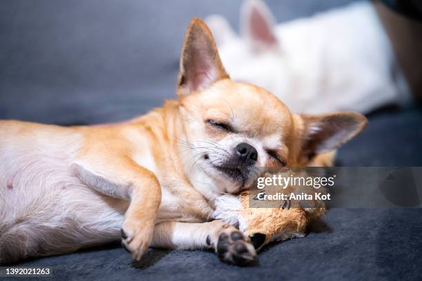 sleepy chihuahua dog - chihuahua stock-fotos und bilder