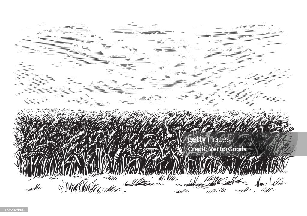 Field Work Drawing Field Hand Drawing Sketch Engraving Illustration Style High-Res Vector ...