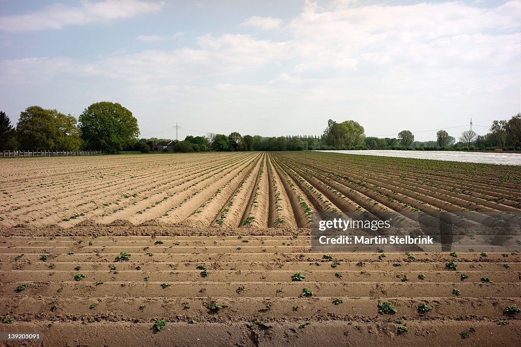 Asparagus field