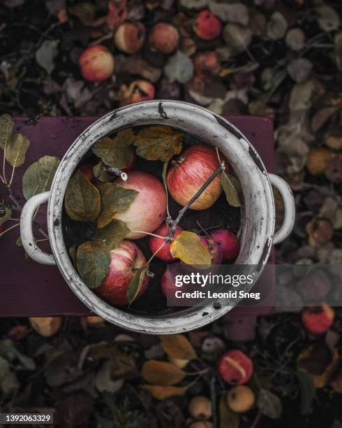 fresh apples in metal bowl on autumn leaves background - metal bucket stock pictures, royalty-free photos & images