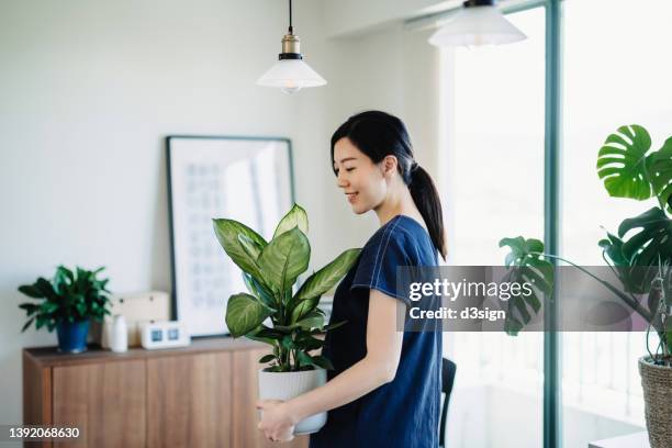 young asian woman arranging houseplants to decorate her living room. going green lifestyle - home decorating bildbanksfoton och bilder