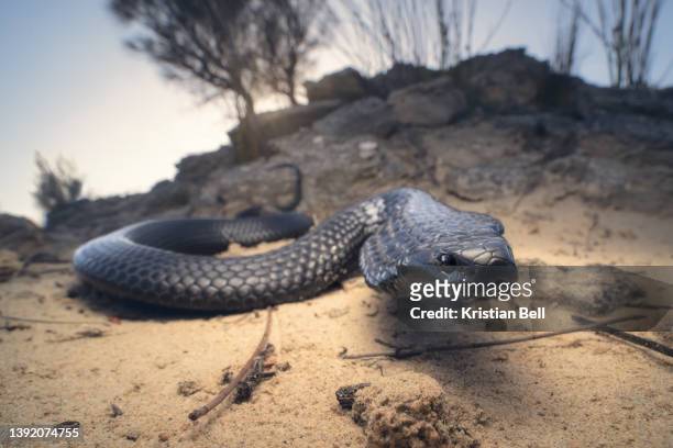 close-up of a wild tiger snake (notechis scutatus) with dramatic sunset and rock background from south australia - cobra stock-fotos und bilder