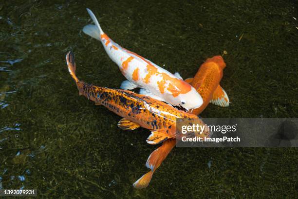 two large colorful koi carp - pet goldfish stock pictures, royalty-free photos & images