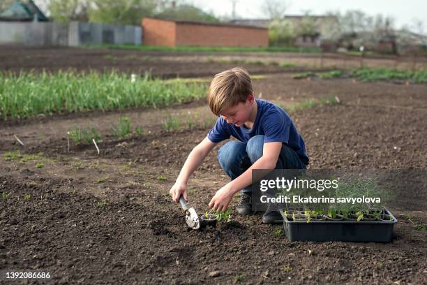 a blond cute boy plants tomato seedlings in the ground. - espalhar imagens e fotografias de stock