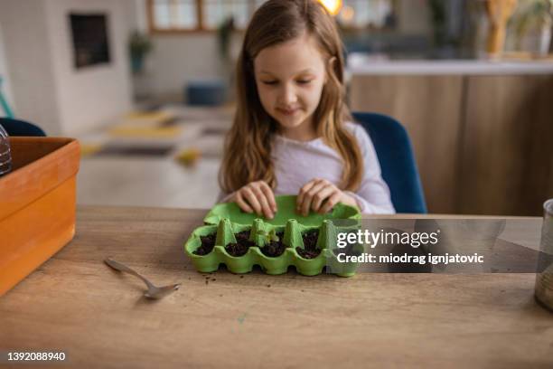 caucasian girl taking care of planted seeds in the egg carton - indoor vegetable garden stock pictures, royalty-free photos & images