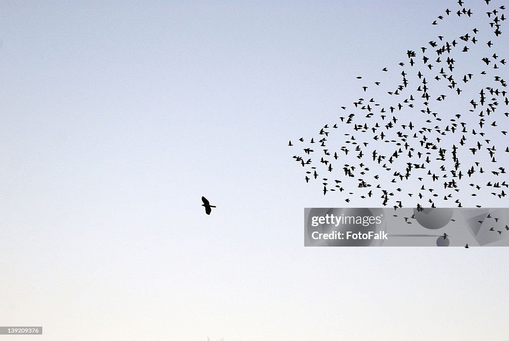 Flock of Sturnus vulgaris flying
