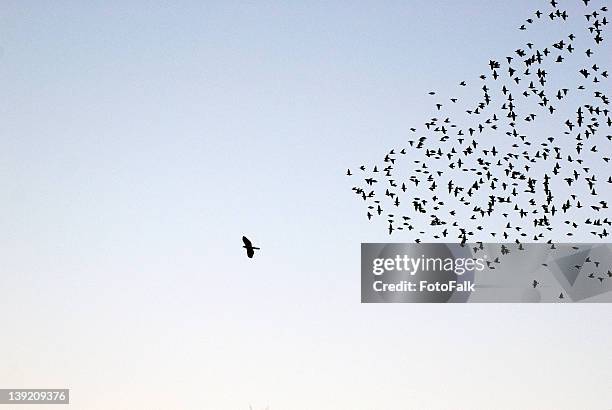 flock of sturnus vulgaris flying - vogelzwerm stockfoto's en -beelden