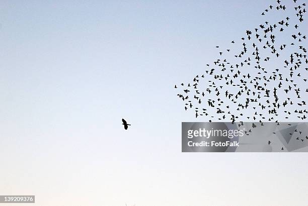 flock of sturnus vulgaris flying - standing out from the crowd stock pictures, royalty-free photos & images