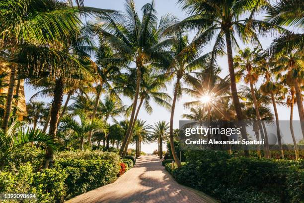 pathway with palm trees leading to the beach, miami beach, florida, usa - miami beach fotografías e imágenes de stock