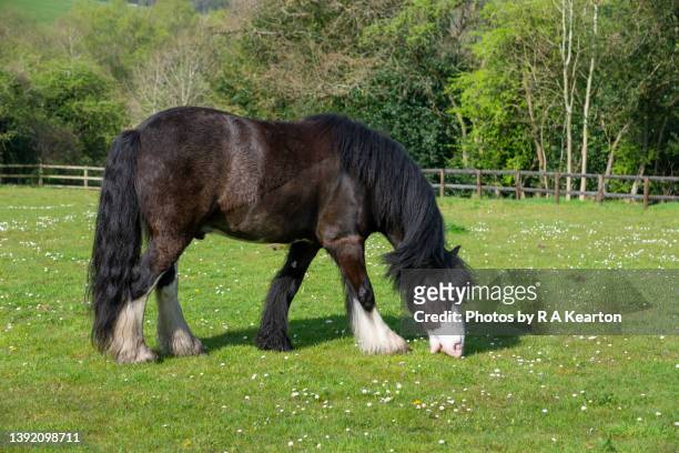 stocky pony grazing in field with enthusiasm - horse grazing stock pictures, royalty-free photos & images