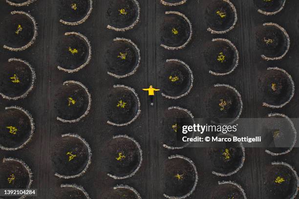 aerial view of woman lying among vineyards in lanzarote, spain - lanzarote stock pictures, royalty-free photos & images