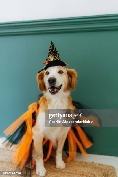 dog wearing a costume for halloween party - huisdierenkleding stockfoto's en -beelden