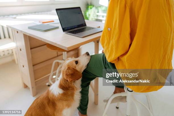 hund, der geduldig darauf wartet, dass sein besitzer die arbeit beendet - abwarten stock-fotos und bilder