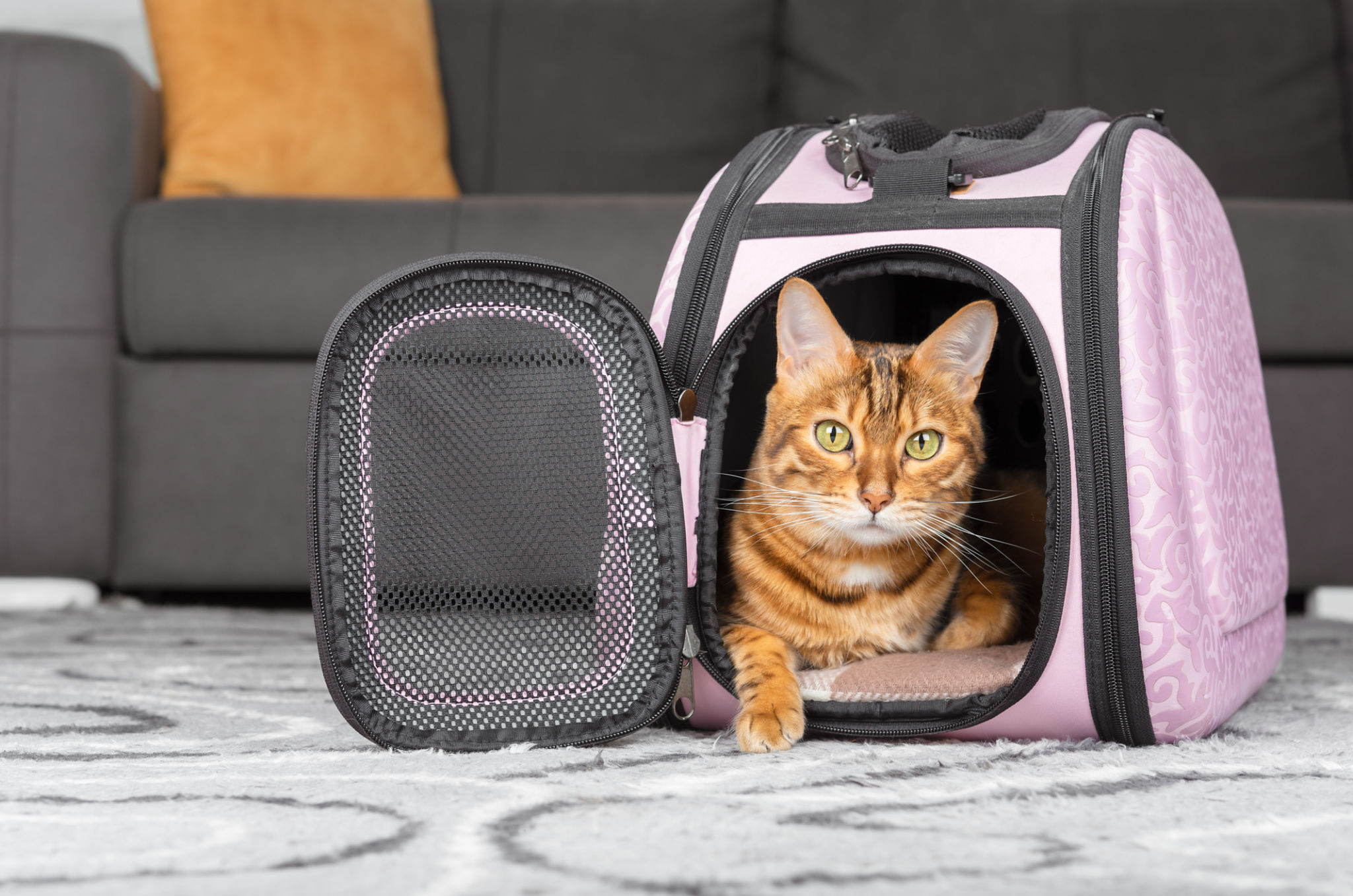 cat carrier