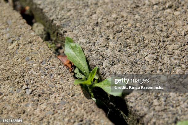 weeds - strappare le erbacce foto e immagini stock