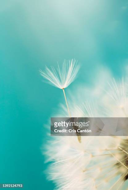 dandelion seed on turquoise background - löwenzahn stock-fotos und bilder