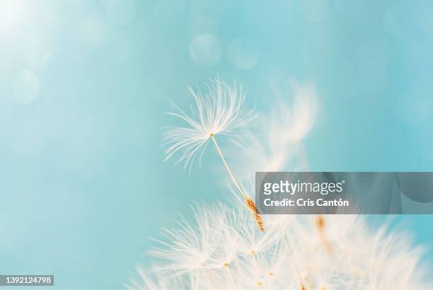 dandelion seed on blue background - close up on dandelion spores stock pictures, royalty-free photos & images