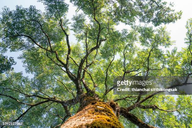 view looking up into lush green branches of large tree and tall green tree in spring. - alto foto e immagini stock
