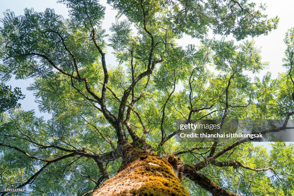 View looking up into lush green branches of large tree and tall Green Tree in Spring.