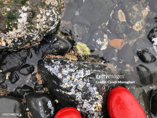 first person perspective from a woman looking down at sea anemones in a tidal pool - cannon beach foto e immagini stock