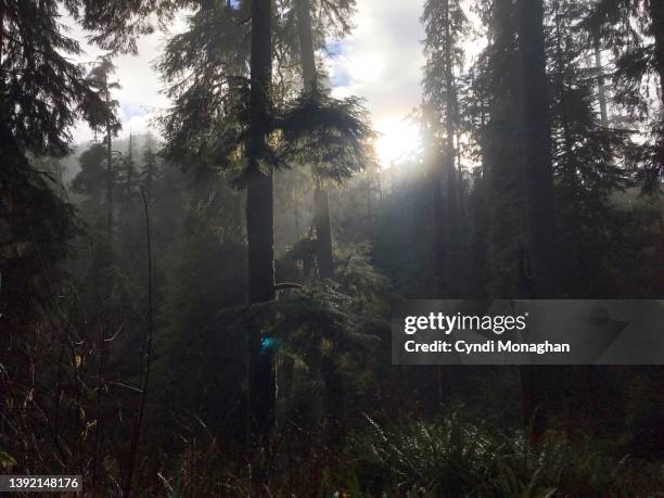 sunlight streaming through the trees in the old-growth rainforest in olympic national park. mossy tree trunks. old-growth forest. pacific northwest - olympic nationalpark stock-fotos und bilder