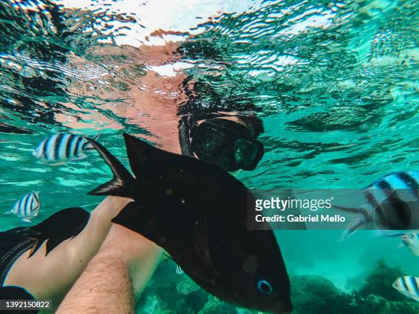 underwater selfie of man swimming with fishes - photographing wildlife stock pictures, royalty-free photos & images