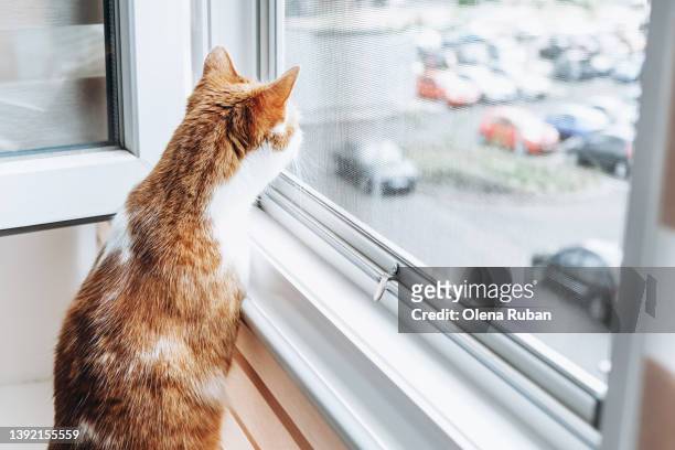 cat looking through window on cars. - hairy back stock pictures, royalty-free photos & images