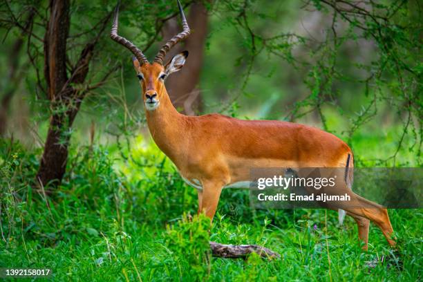 impala on the shrub land of tarangire national park, tanzania - male animal stock pictures, royalty-free photos & images