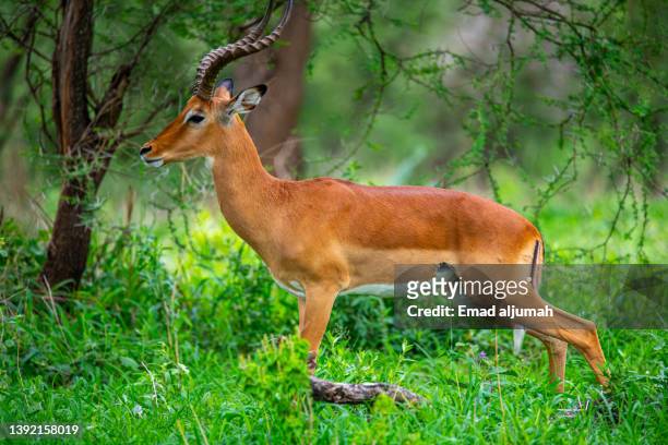 impala on the shrub land of tarangire national park, tanzania - tarangire national park stockfoto's en -beelden
