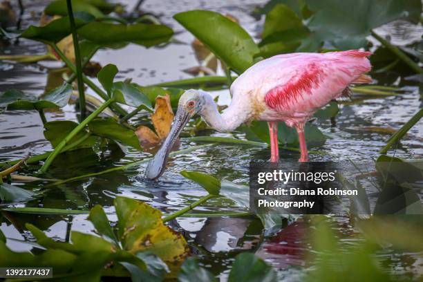 roseate spoonbill in the marsh at powell creek preserve in north fort myers, florida - threskiornithidae stock pictures, royalty-free photos & images