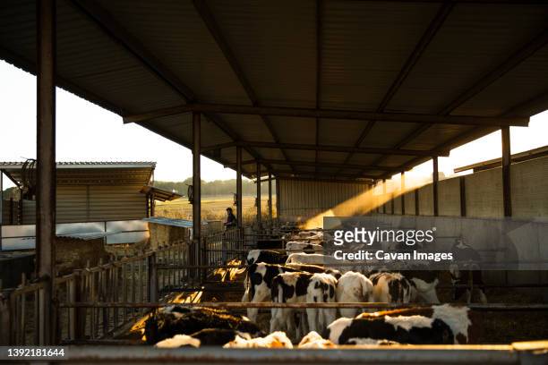ray of light entering a calf barn - cowshed stock pictures, royalty-free photos & images