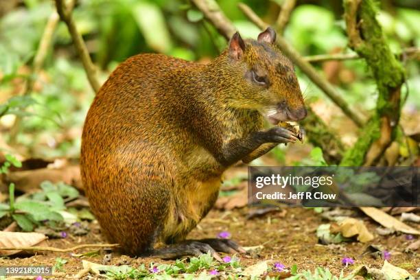 wild agouti rodent eating in costa rica - agouti animal stock pictures, royalty-free photos & images