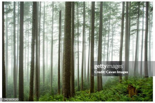 fog in tall thin trees with ferns - hemlock tree stock-fotos und bilder