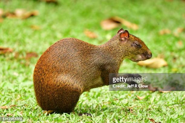wild agouti rodent sitting in costa rica - agouti animal stock pictures, royalty-free photos & images