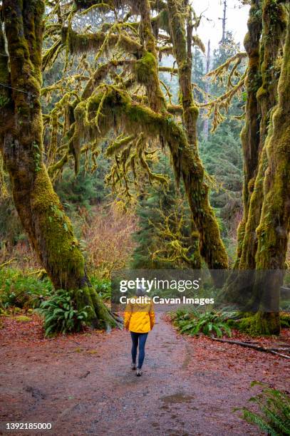 female in yellow rain jacket posing in the hoh rainforest - olympic national park stockfoto's en -beelden