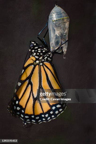 the birth of a monarch butterfly - butterfly cacoon photos et images de collection
